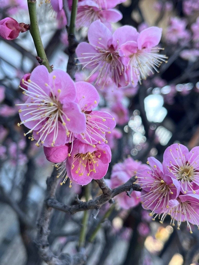 梅が咲き始めました。