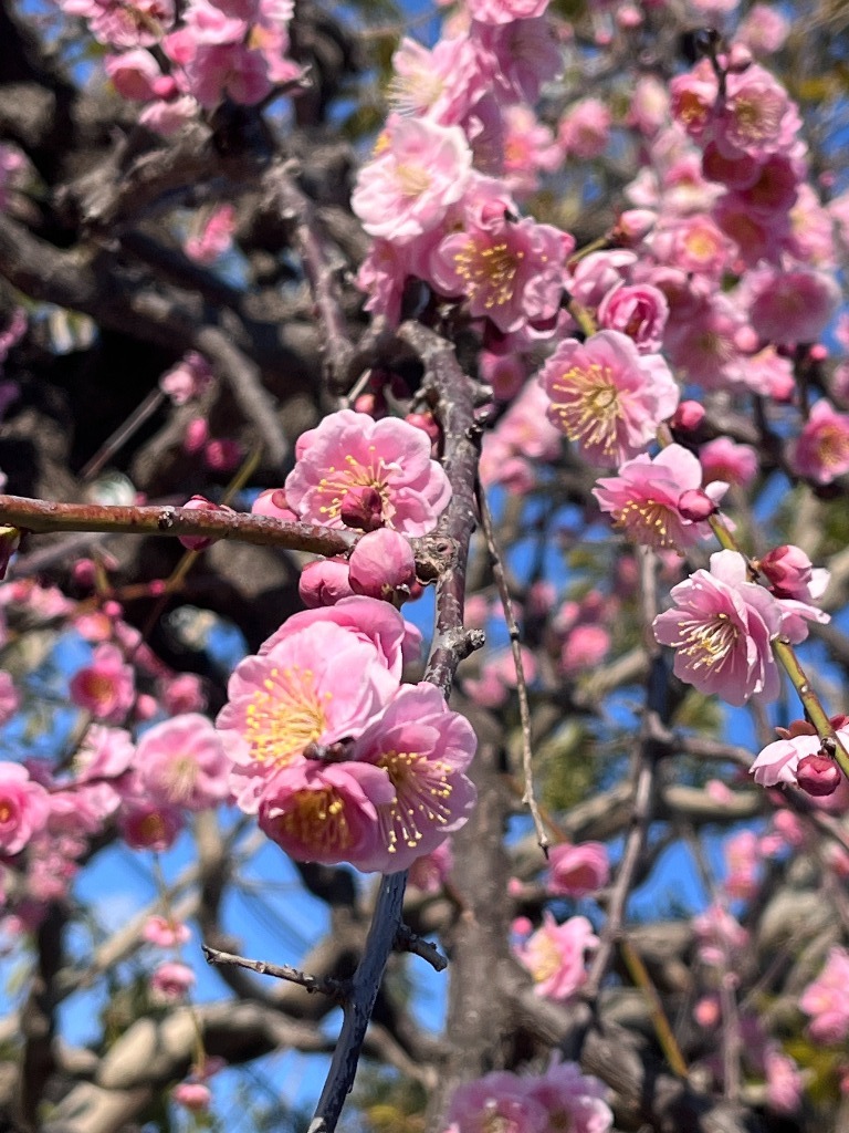 梅が咲き始めました。