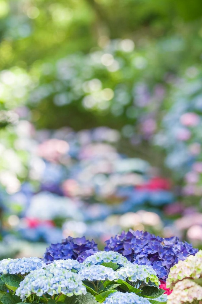 梅雨の晴れ間に、あなたとの出会いを楽しみにしています